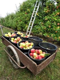 Erntewagen mit Eimern voller Äpfel